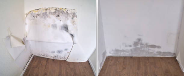 Home Mold Removal in Rogersville, AL